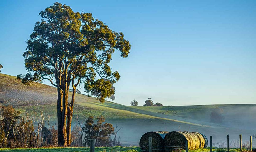 Solitude & Mist - Capturing Donnybrook’s Morning Magic