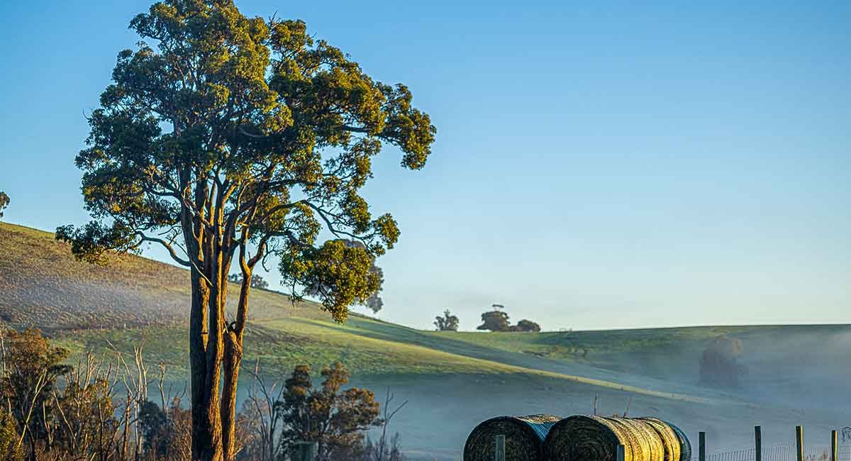 Solitude & Mist - Capturing Donnybrook’s Morning Magic