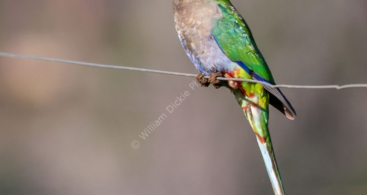 Juvenile Western Rosella (Platycercus icterotis)