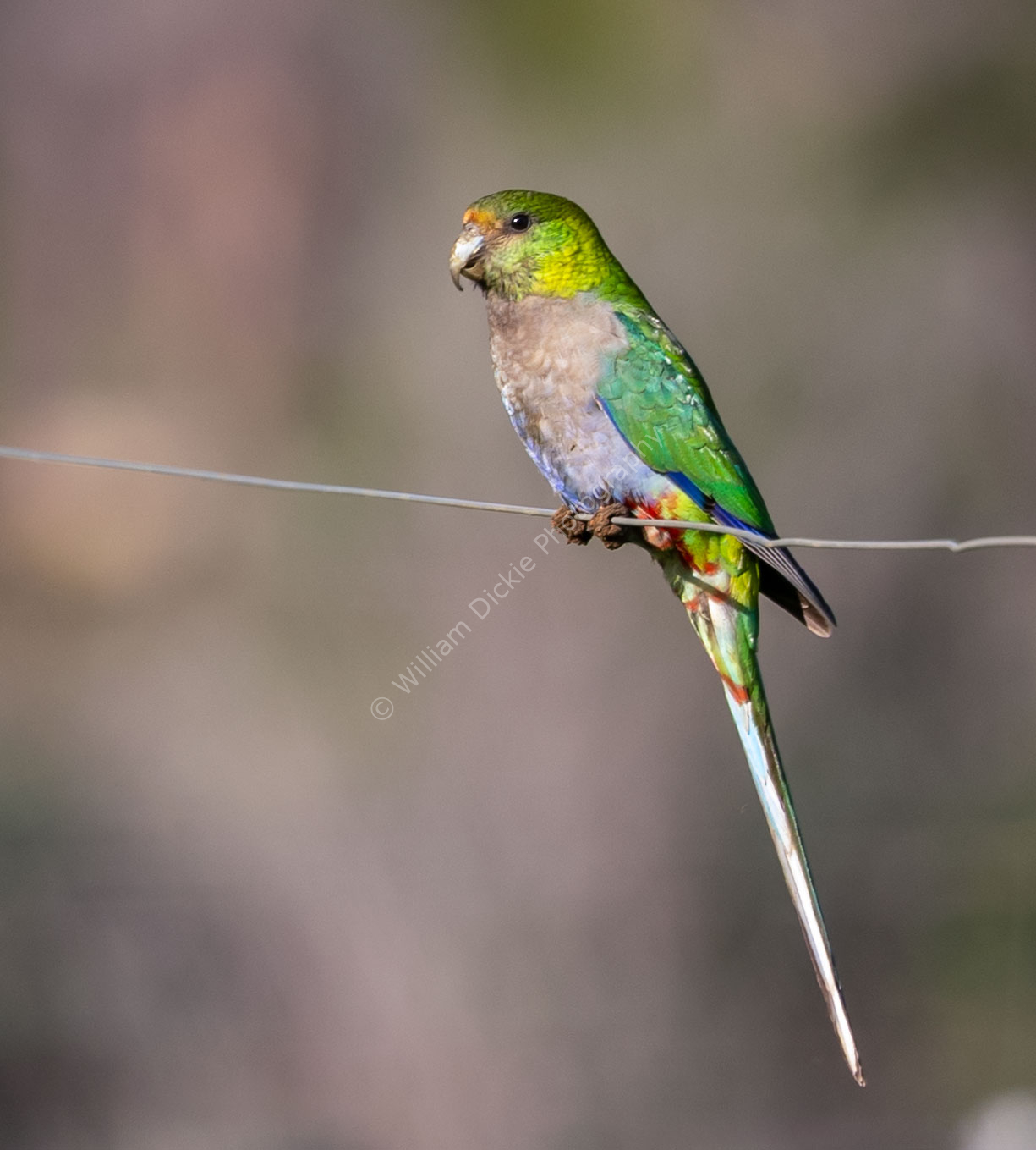 Juvenile Western Rosella (Platycercus icterotis)