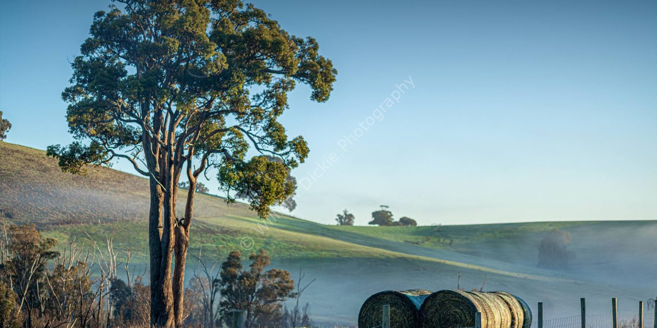 Agricultural Landscape - Donnybrook