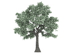 tree_bg