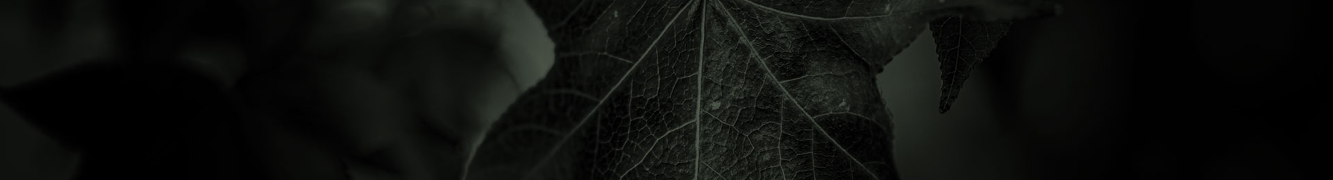 Fine Art Photography