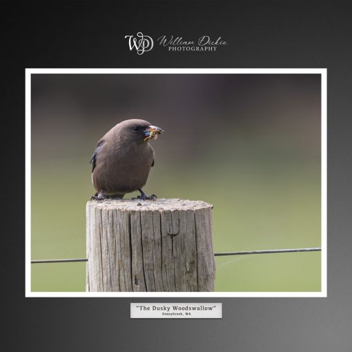 The Dusky Woodwallow